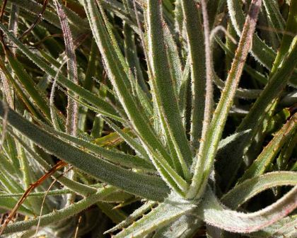 Hechtia marnier-lapostollei has grey green pubescent leaves with spiny margins
